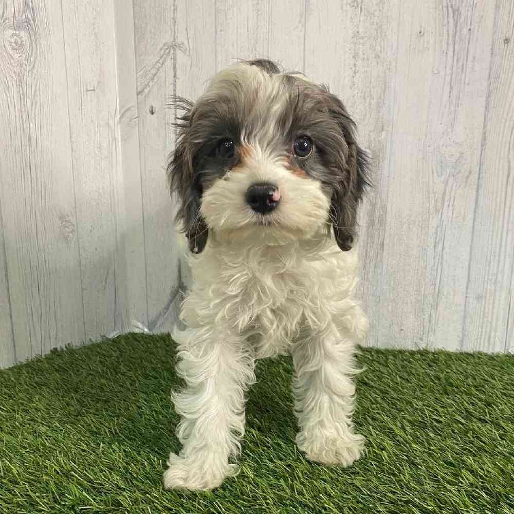 Male Cavapoo Puppy for sale