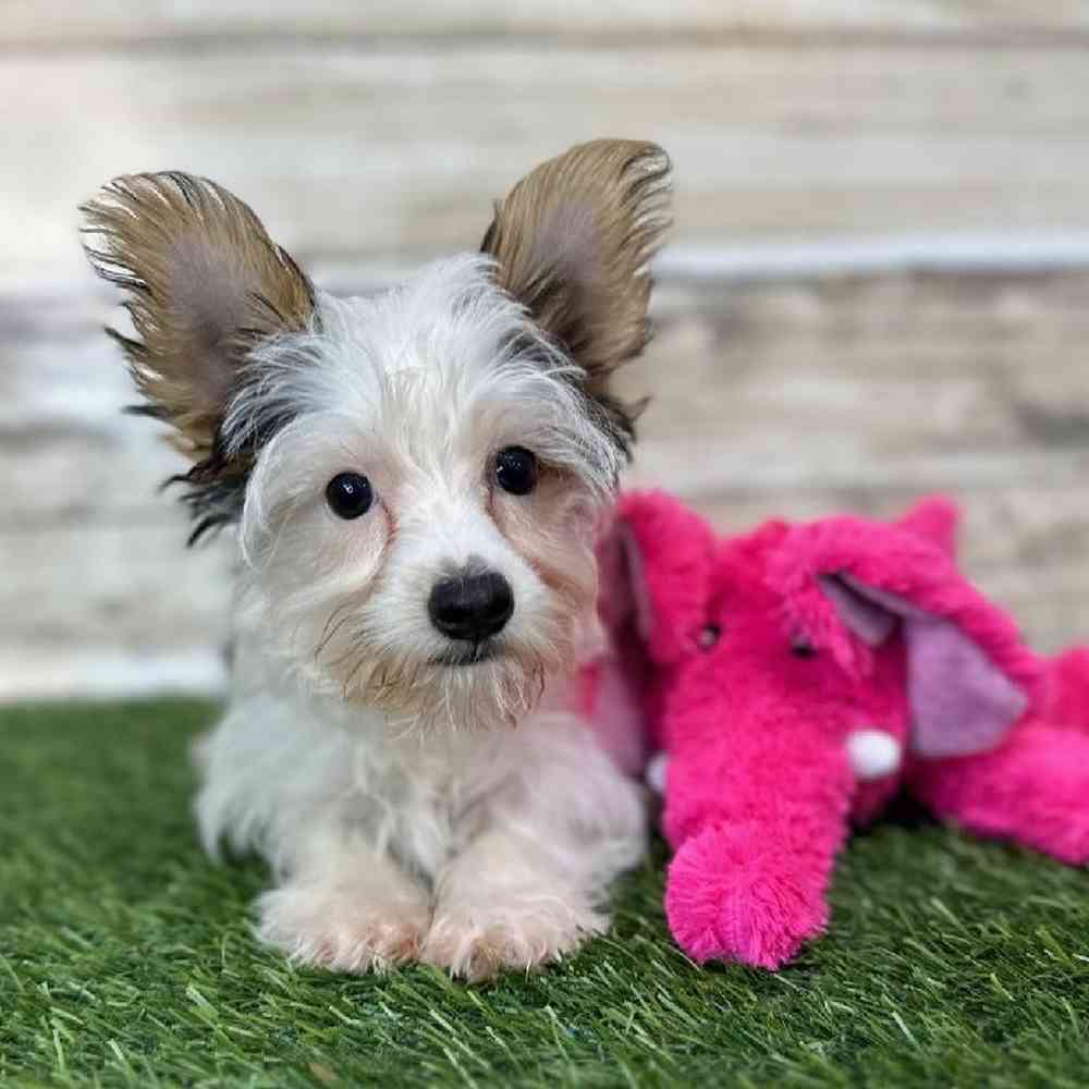 Female Yorkshire Terrier Puppy for Sale in Braintree, MA