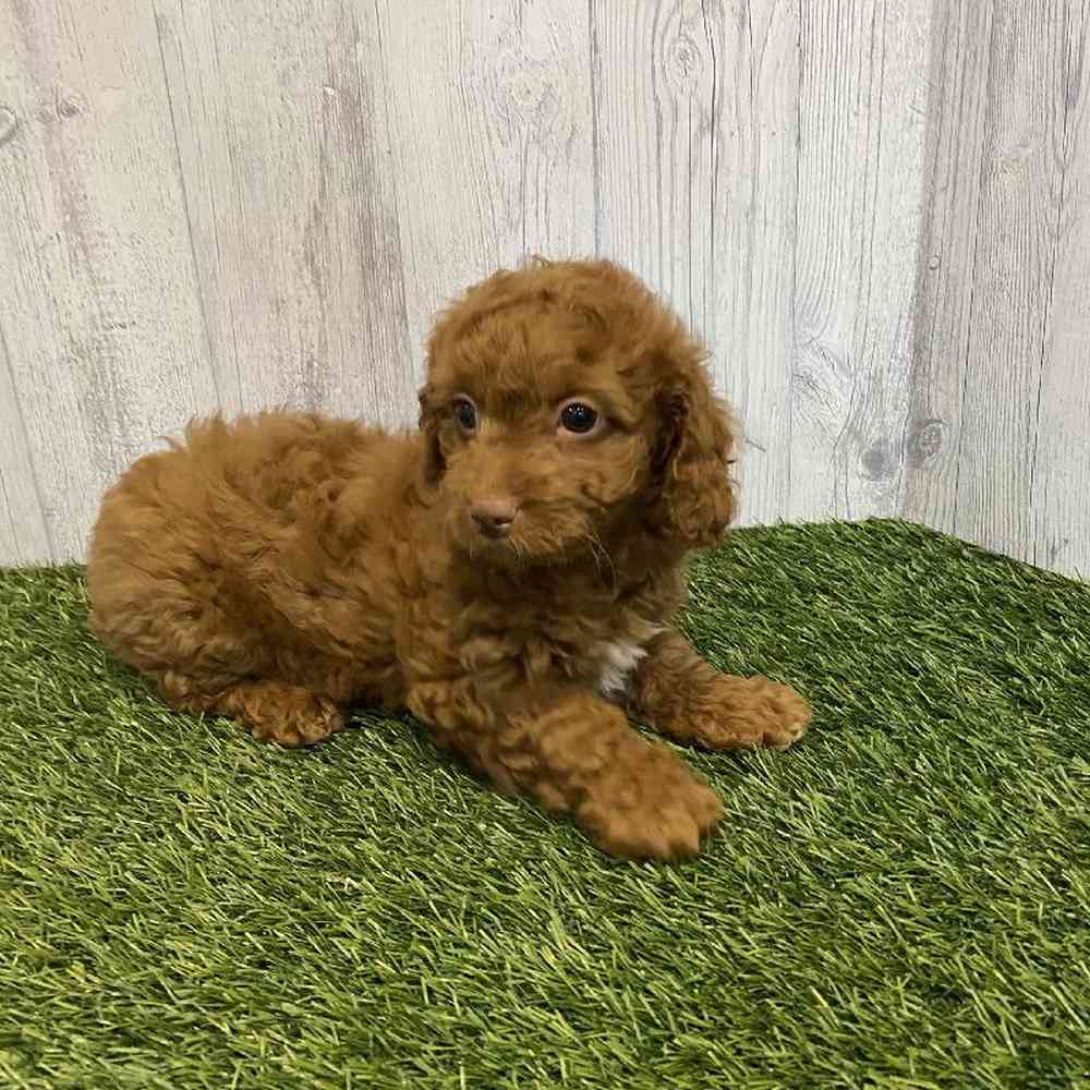 Female Cavapoo Puppy for sale