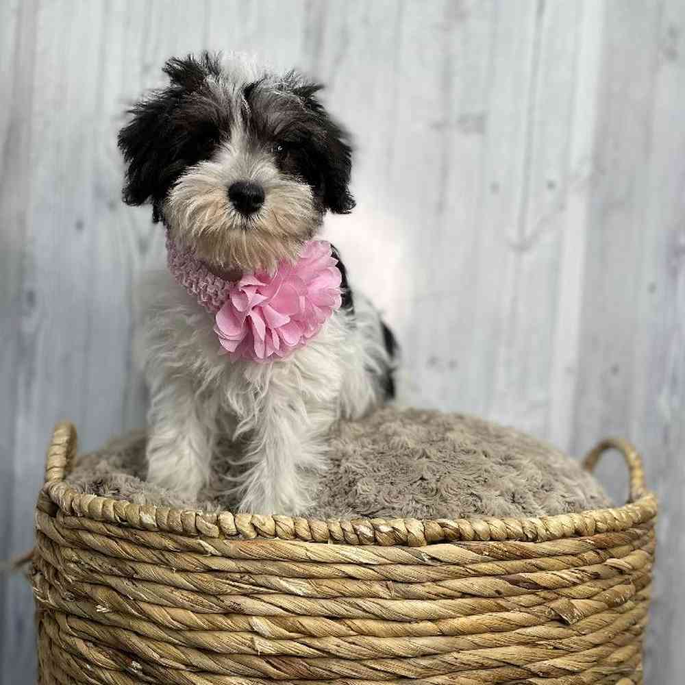 Female Miniature Schnauzer Puppy for sale