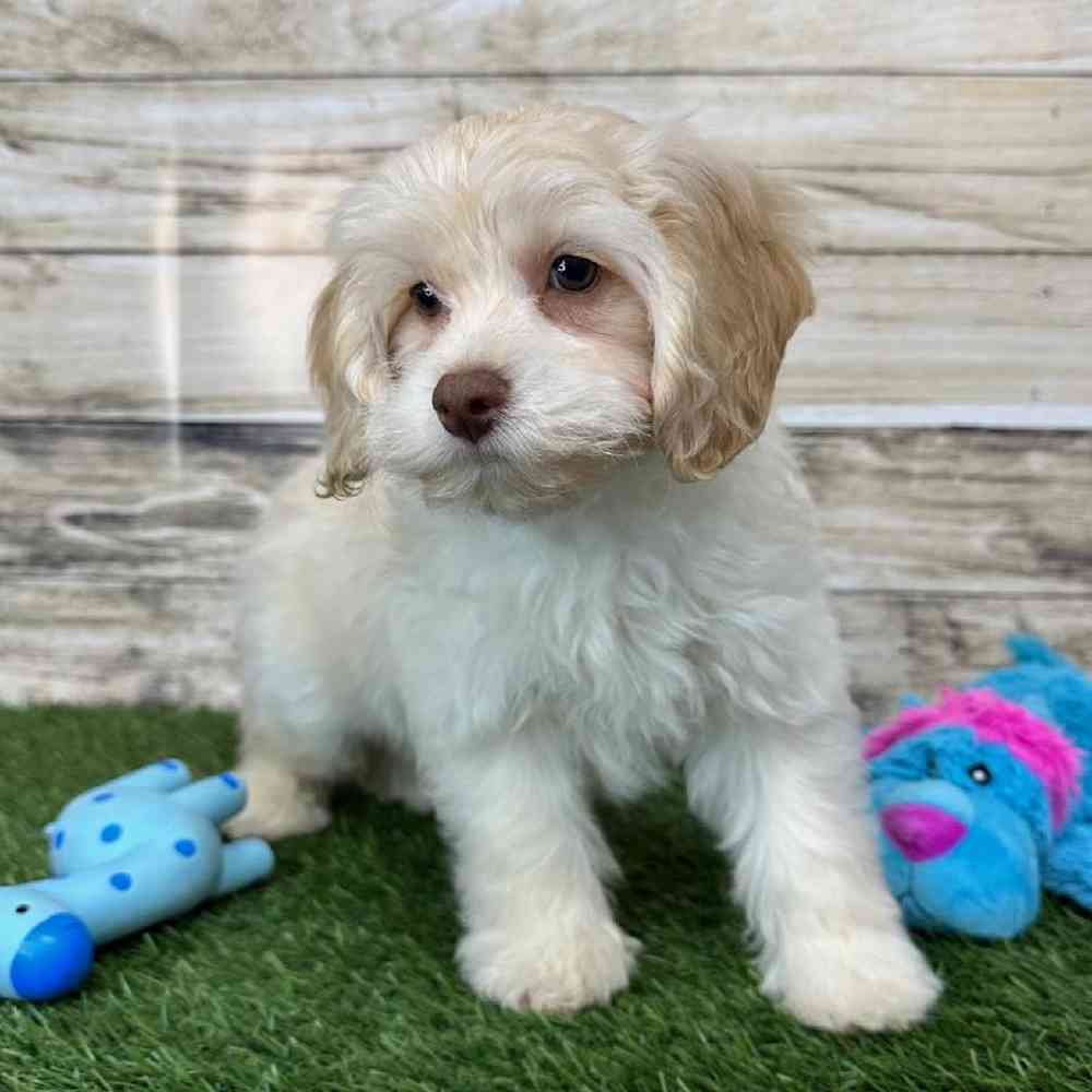 Male Cockapoo 2nd Gen Puppy for Sale in Saugus, MA