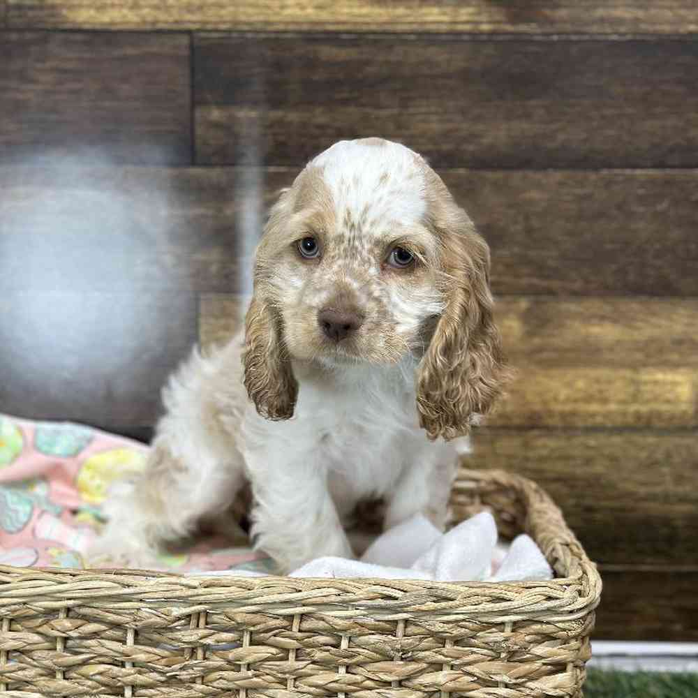 Female Cocker Spaniel Puppy for Sale in Saugus, MA