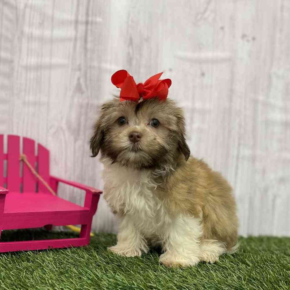 Female Havanese Puppy for Sale in Braintree, MA