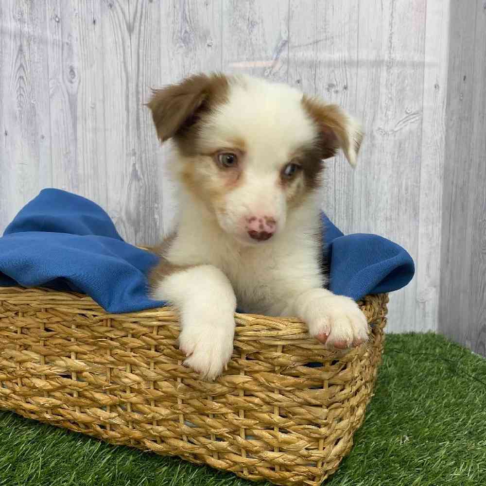 Male Australian Shepherd Puppy for Sale in Saugus, MA