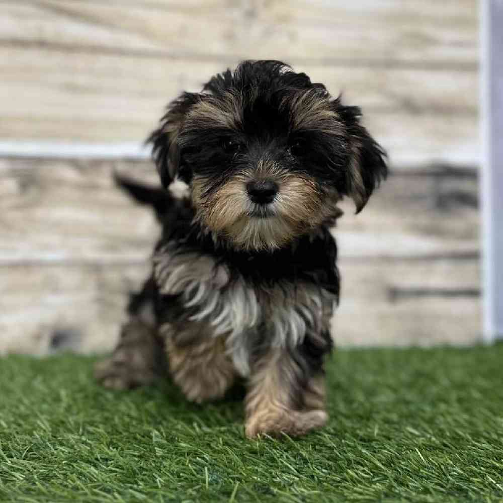 Male Morkie Puppy for Sale in Saugus, MA