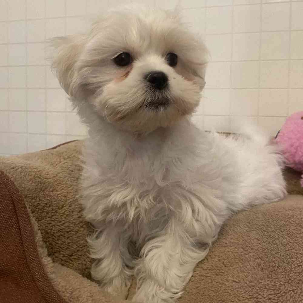 Female Teddy Bear (Zuchon) Puppy for sale