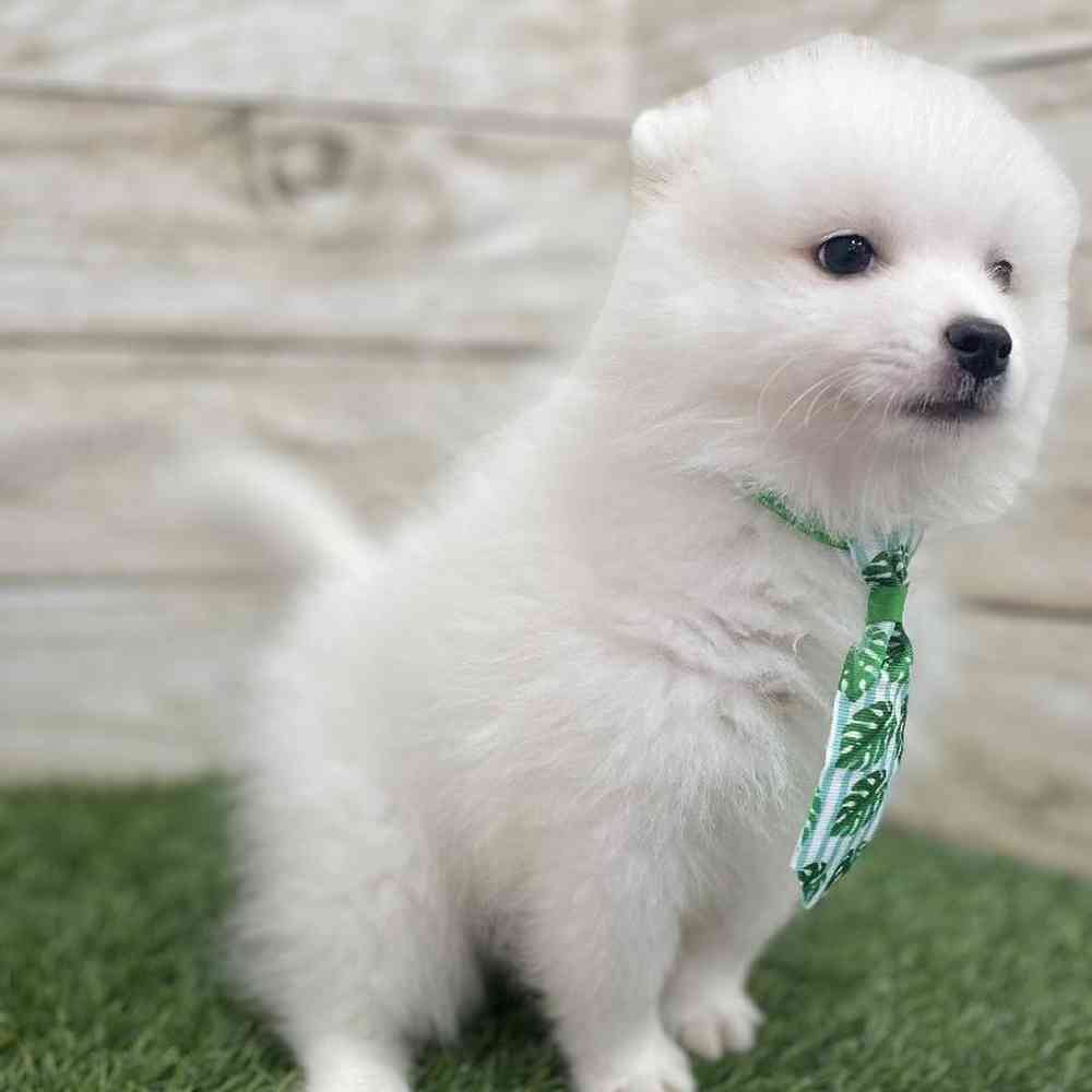 Male American Eskimo Puppy for Sale in Braintree, MA