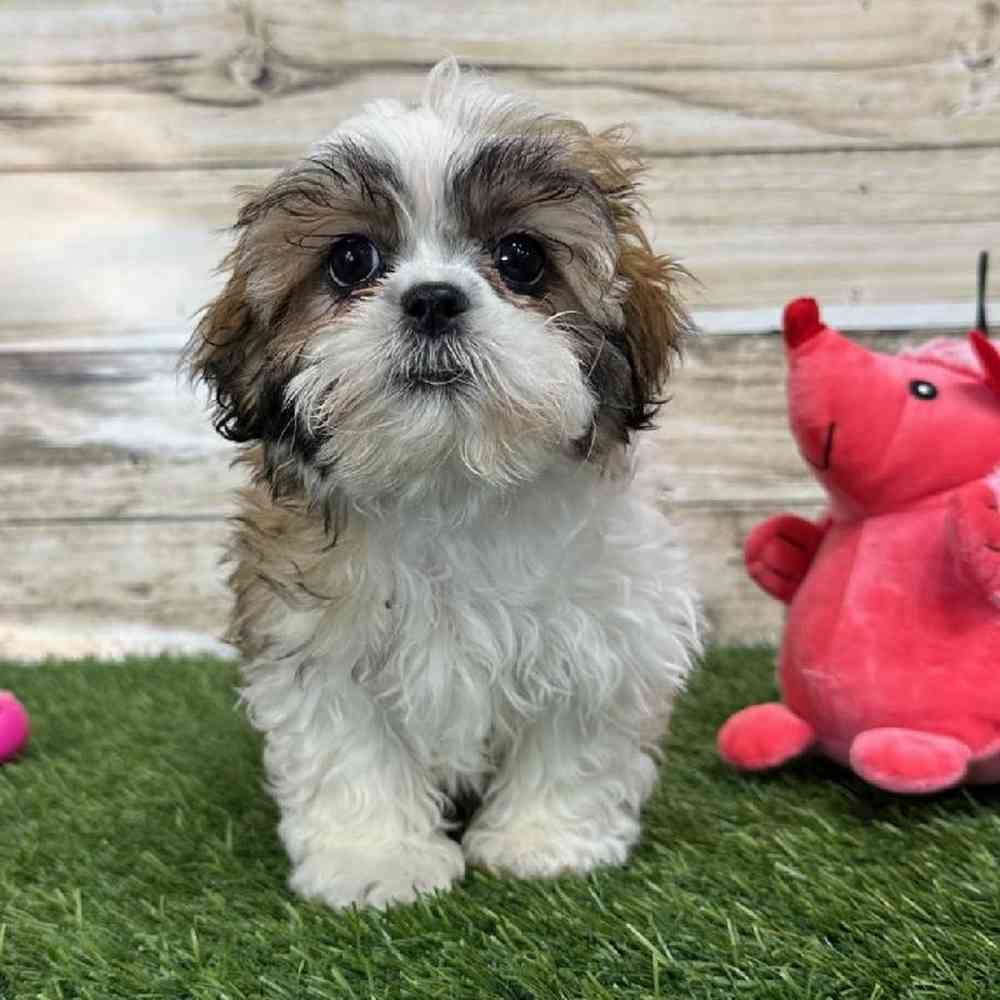 Female Teddy Bear (Zuchon) 2nd Gen Puppy for Sale in Saugus, MA