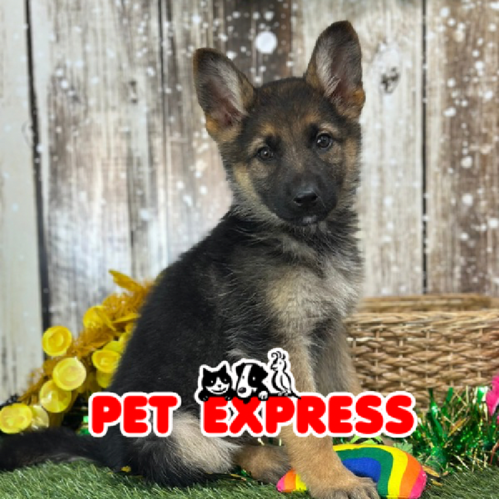 Female German Shepherd Dog Puppy for Sale in Saugus, MA