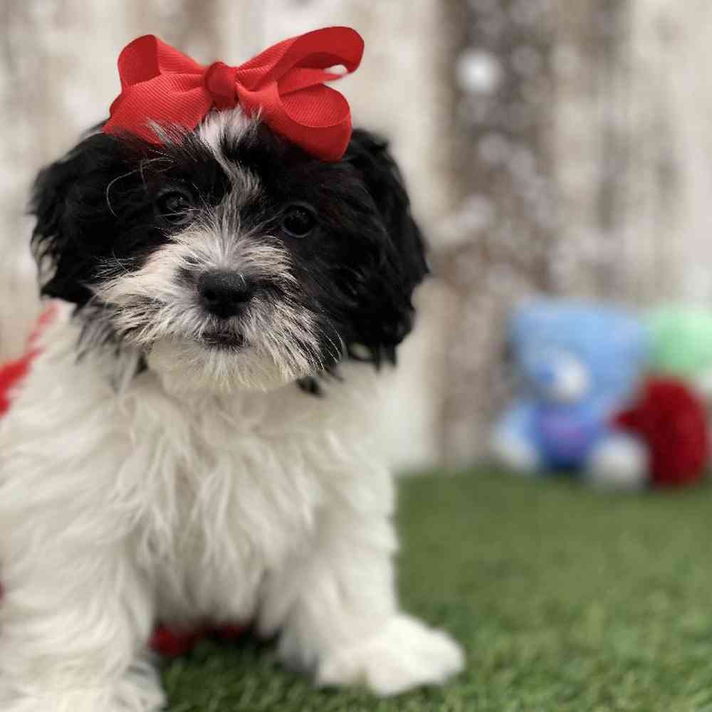 Female Teddy Bear (Zuchon) Puppy for Sale in Braintree, MA