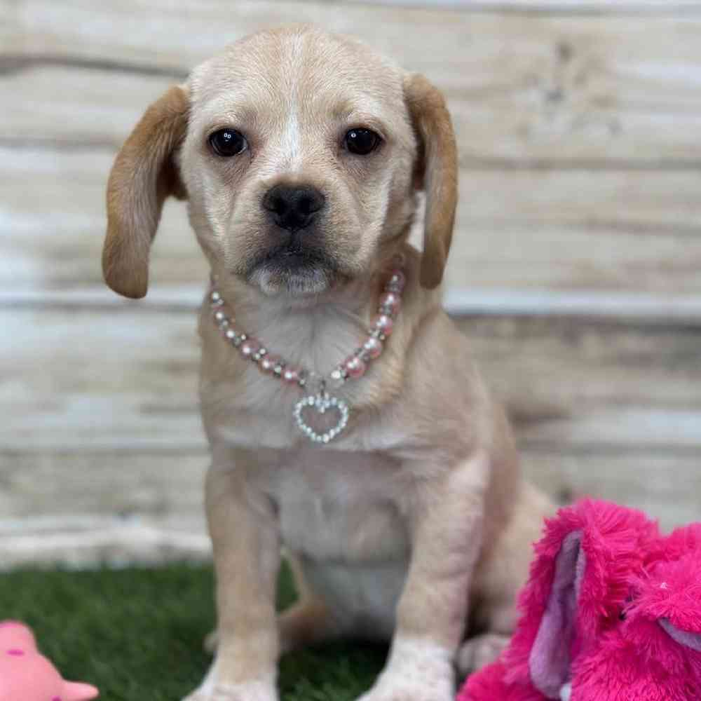 Female Puggle Puppy for Sale in Saugus, MA