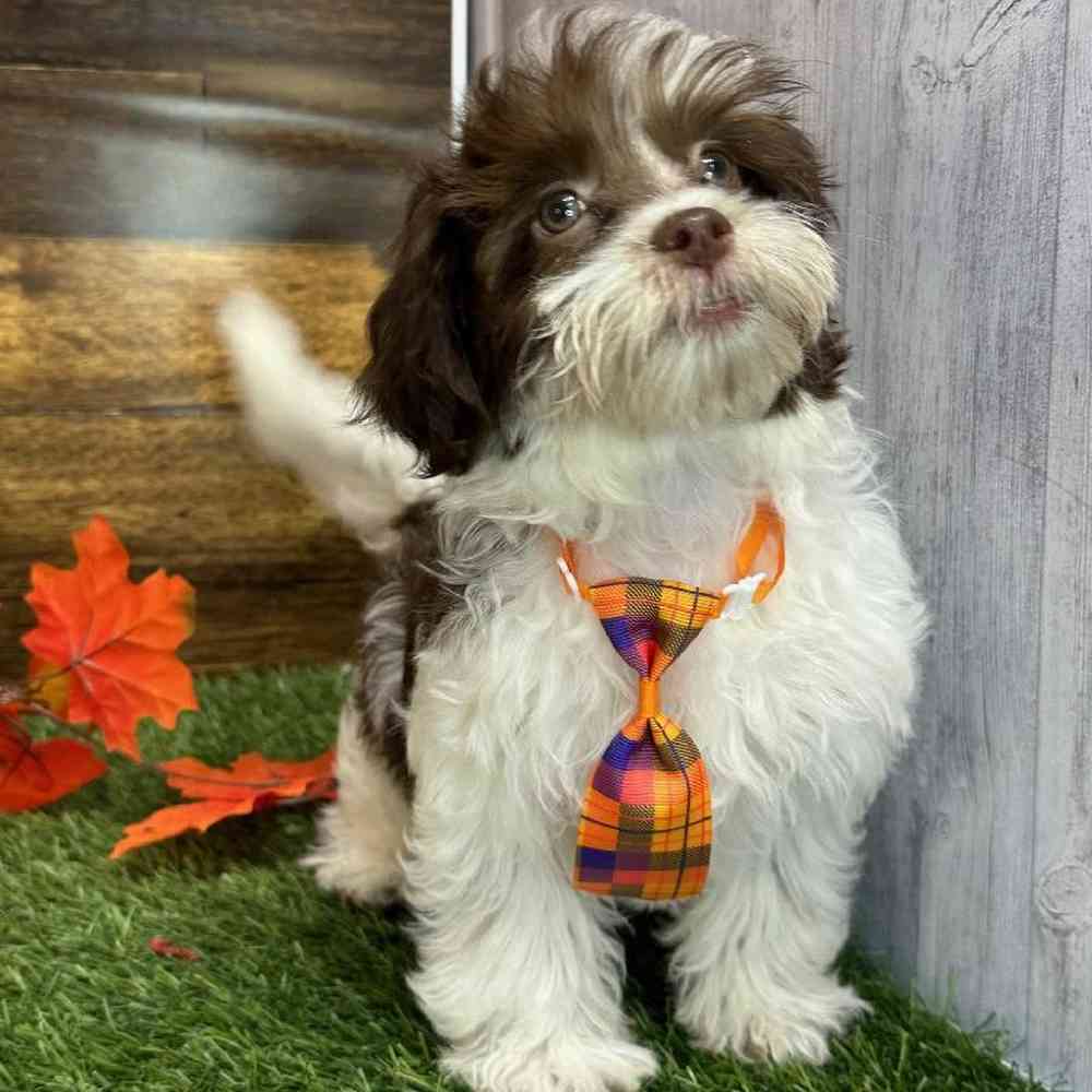 Male Havanese Puppy for Sale in Saugus, MA