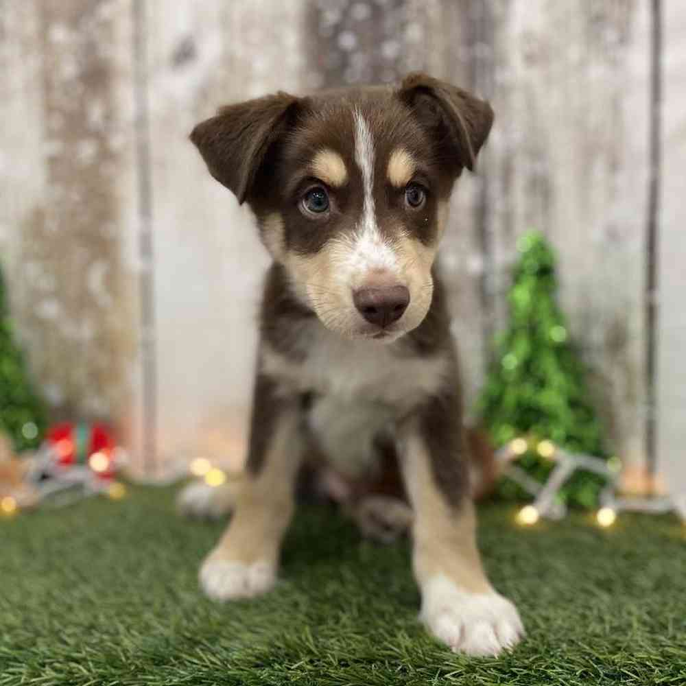 Male Australian Husky Puppy for Sale in Braintree, MA