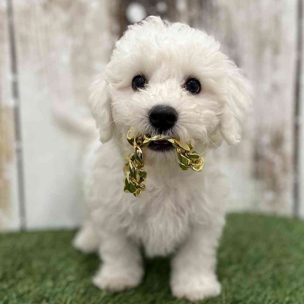 Male Bichon Frise Puppy for Sale in Braintree, MA