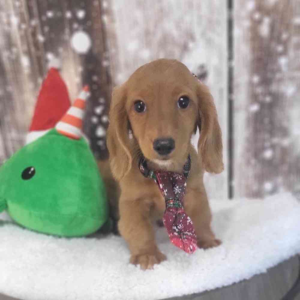 Male Dachshund Puppy for Sale in Saugus, MA