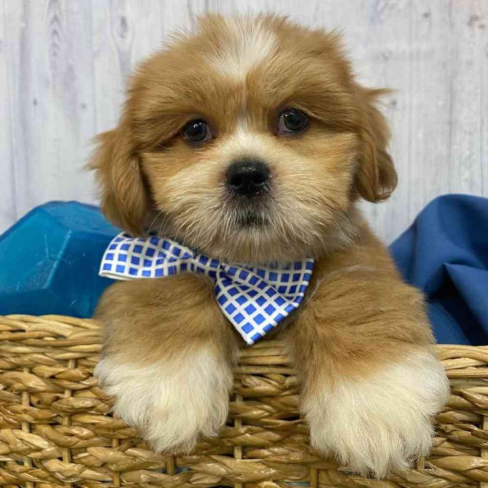 Male Lhasa Apso Puppy for Sale in Saugus, MA