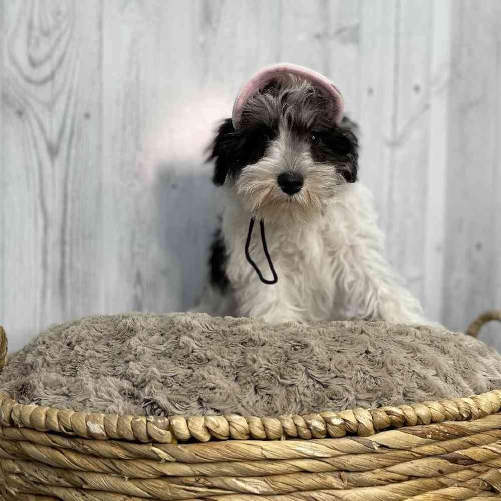 Female Miniature Schnauzer Puppy for sale