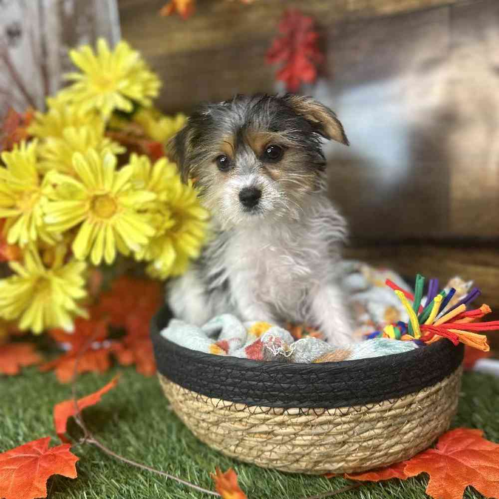 Male Biewer Yorkshire Terrier Puppy for Sale in Saugus, MA