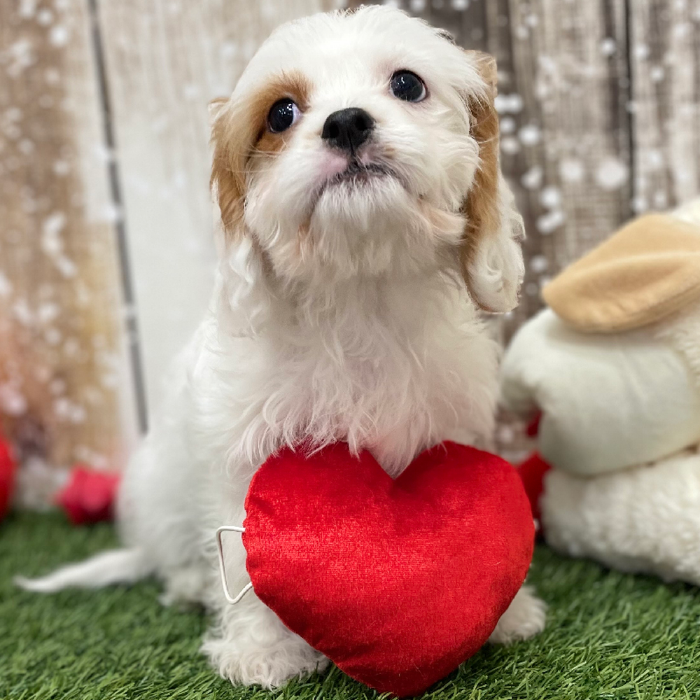 Male Cavachon 2nd Gen Puppy for Sale in Braintree, MA