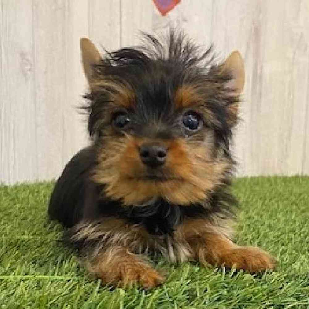 Male Yorkshire Terrier Puppy for sale