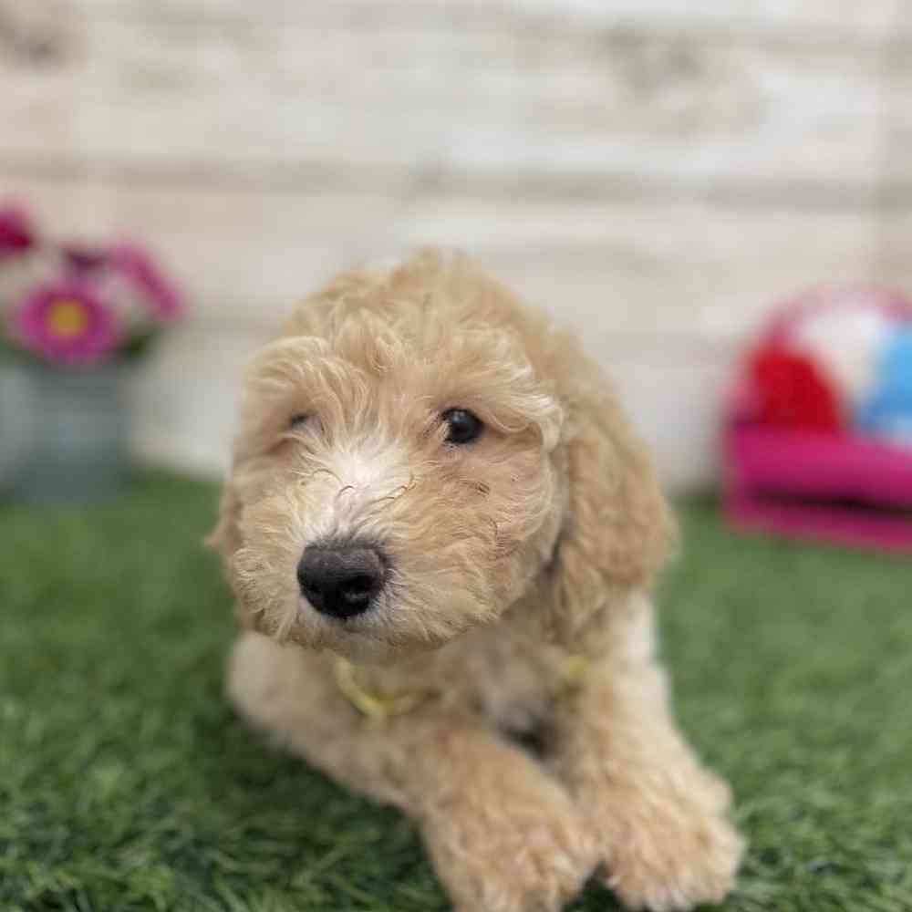 Male Mini Goldendoodle 2nd Gen Puppy for Sale in Braintree, MA