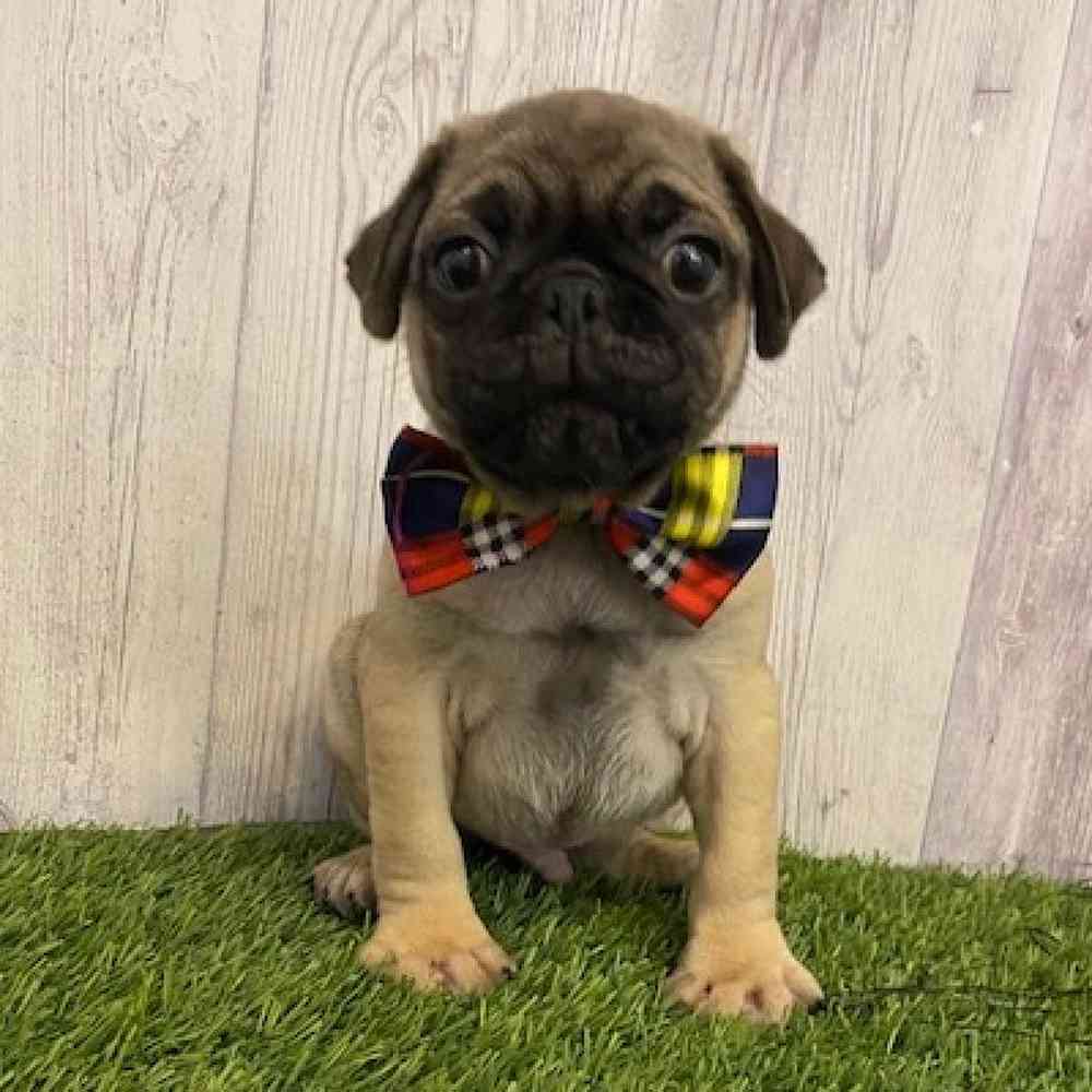 Male Pug Puppy for sale