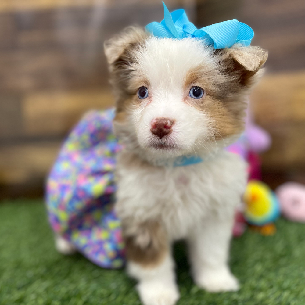 Female Miniature Australian Shepherd Puppy for Sale in Braintree, MA