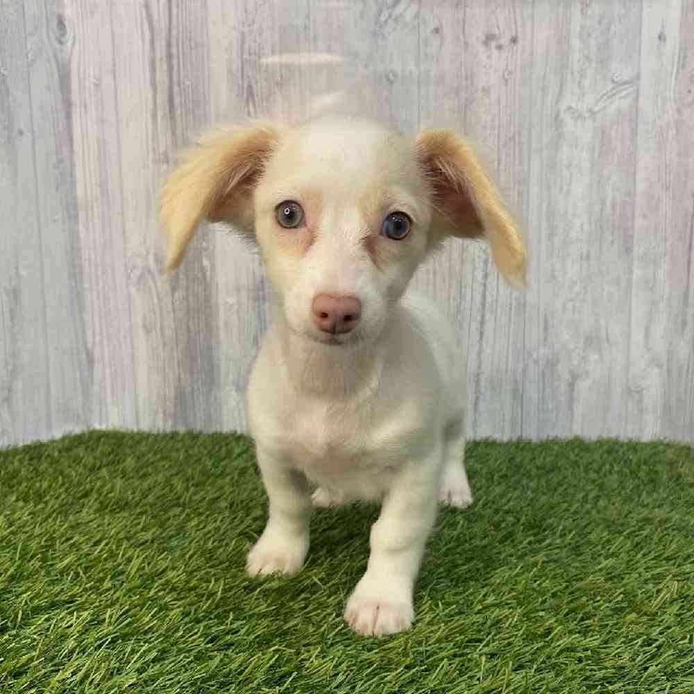 Female Chiweenie Puppy for Sale in Saugus, MA