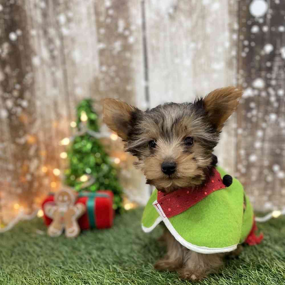 Male Yorkshire Terrier Puppy for Sale in Braintree, MA