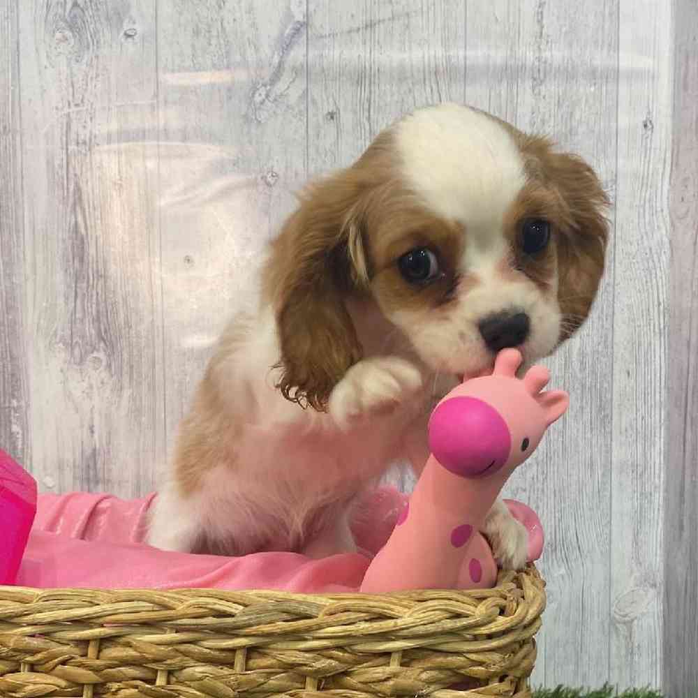 Female Cavalier King Charles Spaniel Puppy for Sale in Saugus, MA