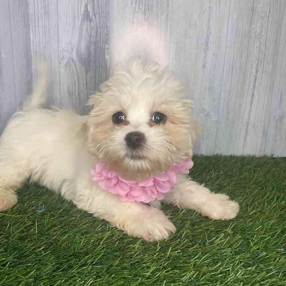 Female La-Chon Puppy for Sale in Saugus, MA