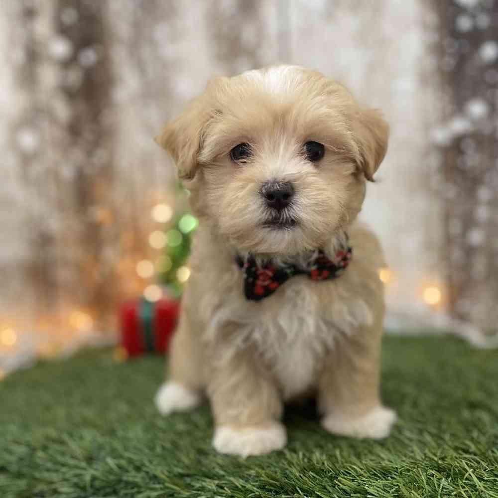 Male Malti-Poo Puppy for Sale in Braintree, MA