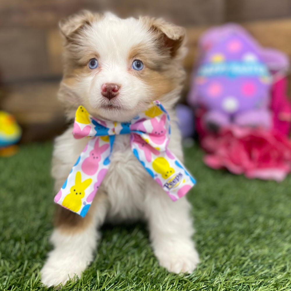 Female Miniature Australian Shepherd Puppy for Sale in Braintree, MA