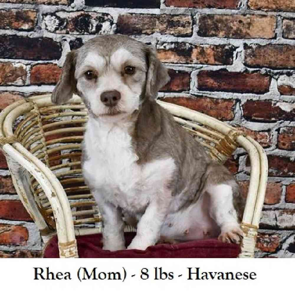Male Havanese Puppy for Sale in Braintree, MA