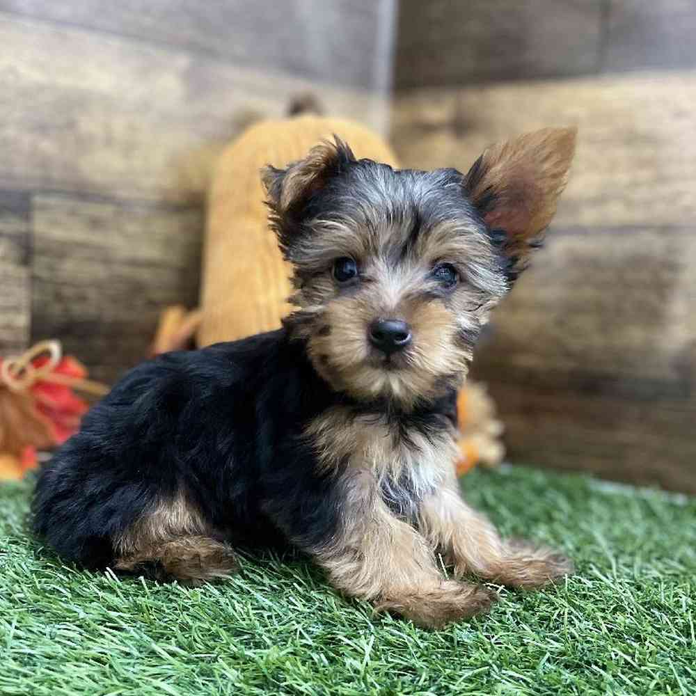 Male Yorkshire Terrier Puppy for Sale in Braintree, MA