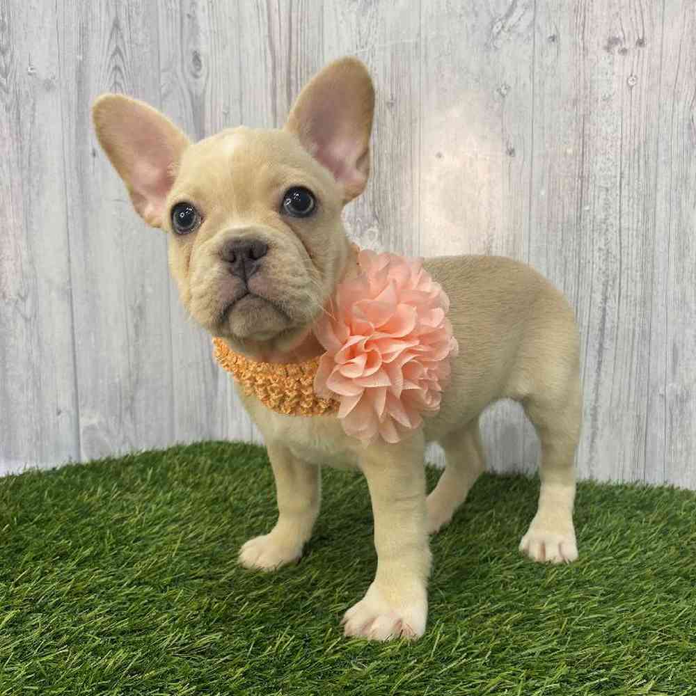 Female French Bulldog Puppy for Sale in Saugus, MA