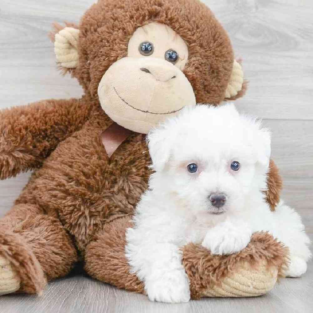 bichon-frise-columbus-5805452577579150.jpg