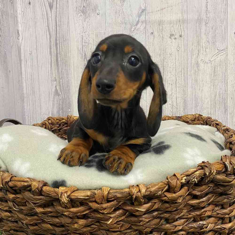 Female Dachshund Puppy for Sale in Saugus, MA