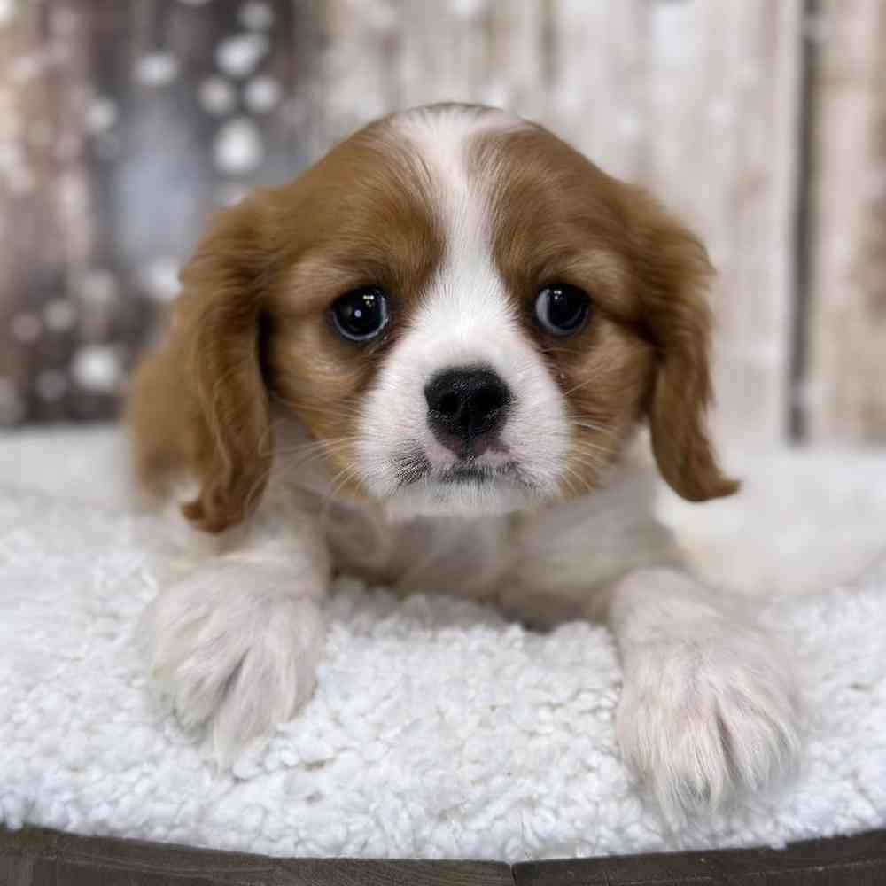 Male Cavalier King Charles Spaniel Puppy for Sale in Saugus, MA