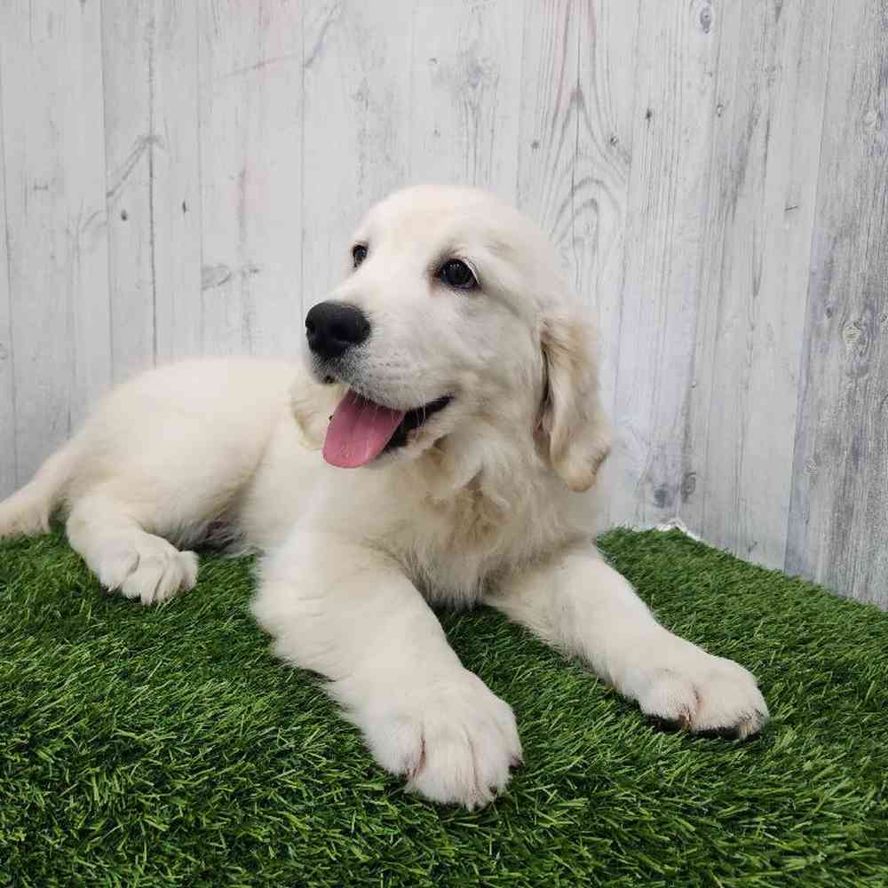 Male Golden Retriever Puppy for Sale in Braintree, MA