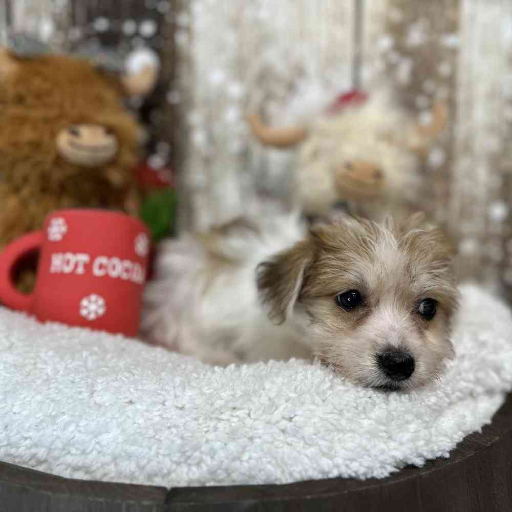 Female Yochon Puppy for Sale in Saugus, MA