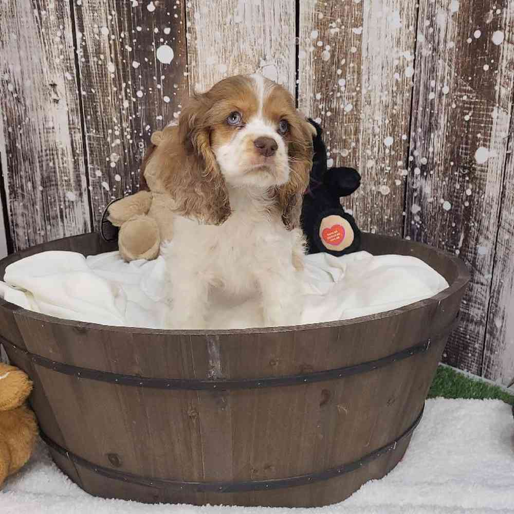 Female Cocker Spaniel Puppy for Sale in Saugus, MA