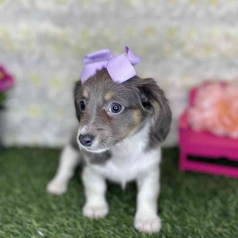 Female Chiweenie Puppy for Sale in Braintree, MA