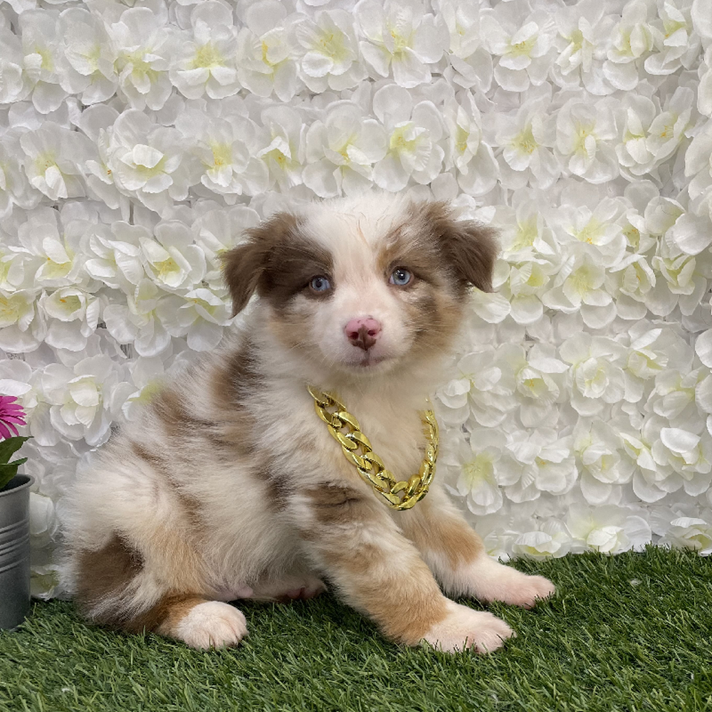 Male Australian Shepherd Puppy for Sale in Braintree, MA