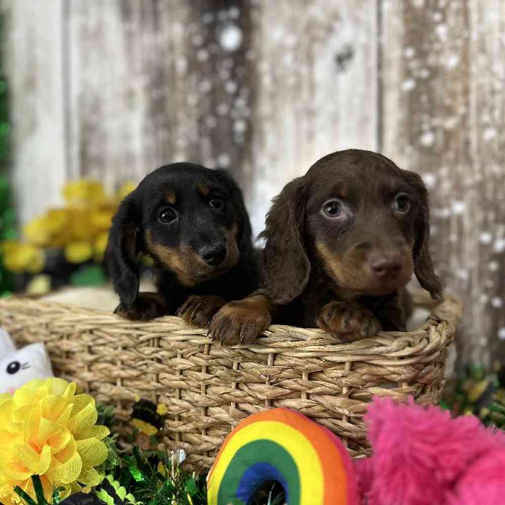 Male Dachshund Puppy for Sale in Saugus, MA