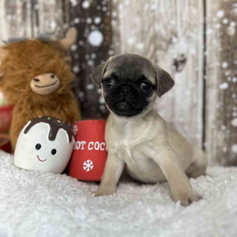 Female Pug Puppy for Sale in Saugus, MA
