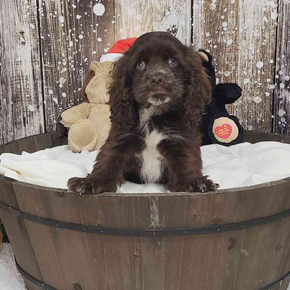 Male Cocker Spaniel Puppy for Sale in Saugus, MA