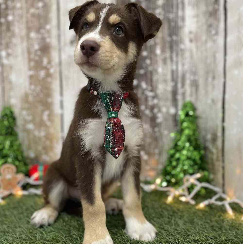 Male Australian Husky Puppy for Sale in Braintree, MA