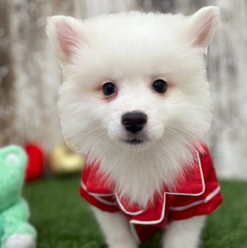 Male American Eskimo Puppy for Sale in Braintree, MA