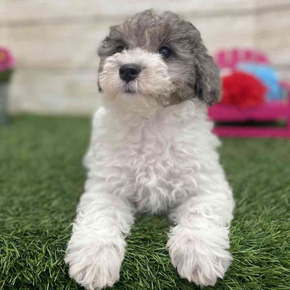 Female Bichon-Poodle Puppy for Sale in Braintree, MA